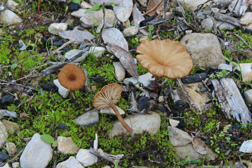 Omphalina pyxidata