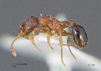 Myrmica lobicornis 