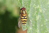 Syrphus vitripennis