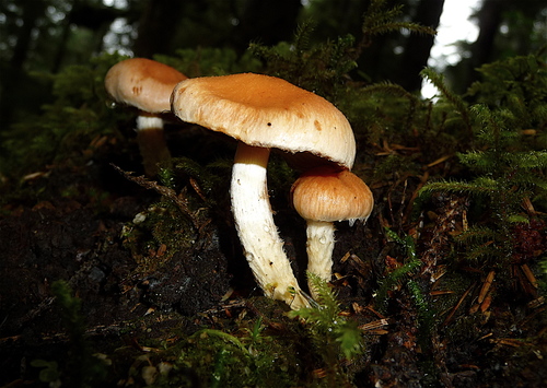 Cortinarius bivelus