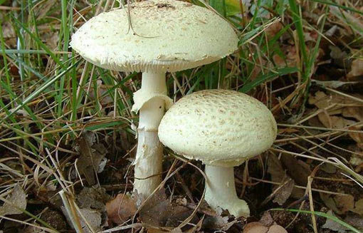 Amanita citrina