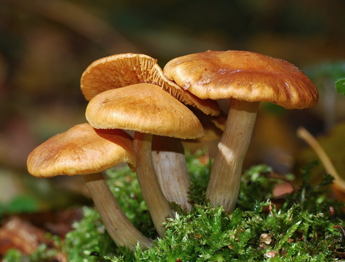 Gymnopilus hybridus