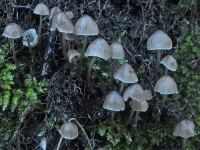 Mycena leptocephala