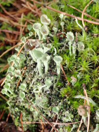 Cladonia deformis 