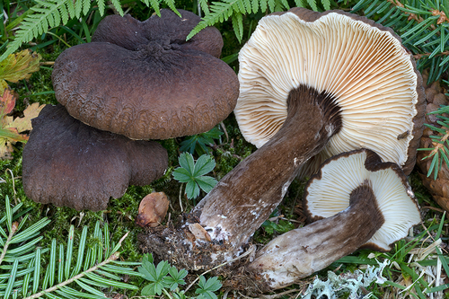 Lactarius lignyotus 