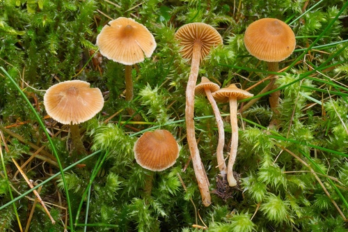 Cortinarius acutus