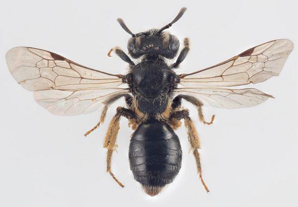 Andrena (Micrandrena) nanula 