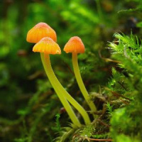 Mycena acicula