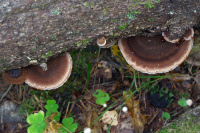 Ischnoderma benzoinum 