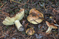 Tricholoma equestre