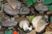 Lactarius violascens