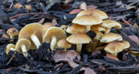 Pholiota spumosa