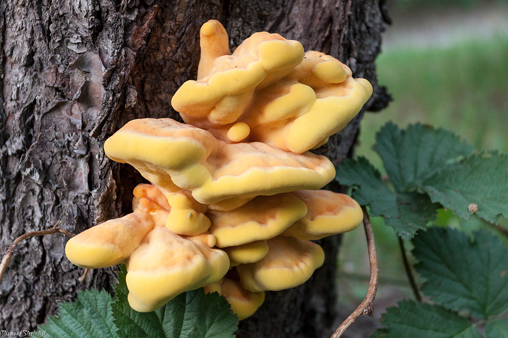 Laetiporus sulphureus 