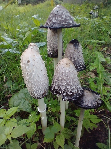 Coprinus comatus 