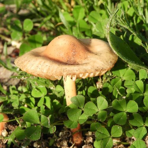 Marasmius oreades