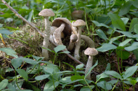 Leccinum holopus