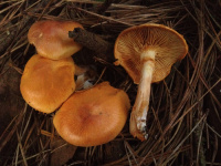 Gymnopilus sapineus 