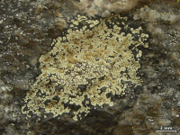 Lecanora intricata