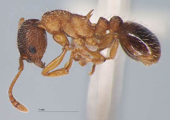 Myrmica angulinodis (= scabrinodis;= kasczenkoi;=  baicalensis ) 