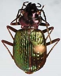 Nebria (Catonebria) fulgida