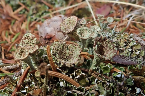 Cladonia pyxidata