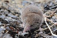 ����������� ���������