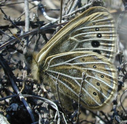 ������� ��������