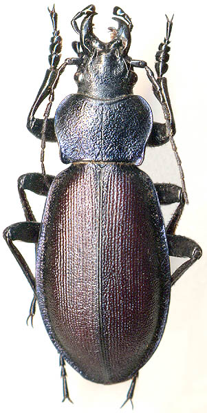 Carabus schoenherri