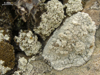 Lecanora subcarnea 