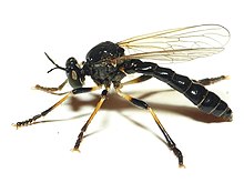 Dioctria cothurnata 