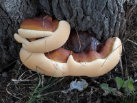 Ganoderma resinaceum 