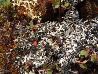 Hypogymnia physodes 