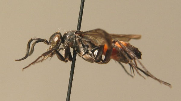 Evagetes littoralis 