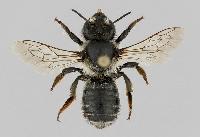 Megachile (Xanthosarus) analis 