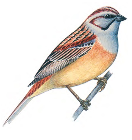 ������� �����������