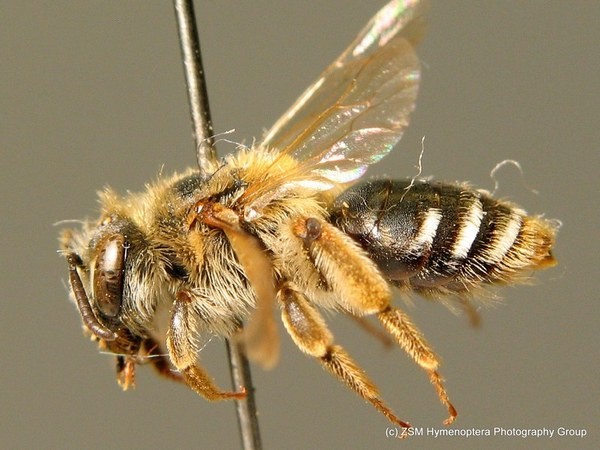 Andrena (Simandrena) combinata 