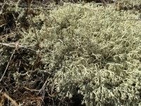 Cladonia arbuscula 