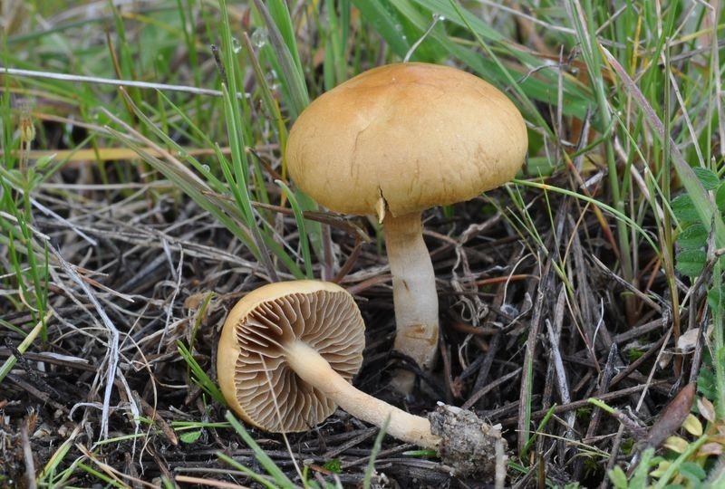 Agrocybe pediades