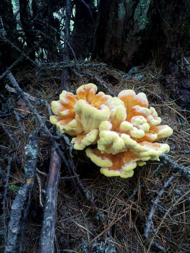 Laetiporus montanus 