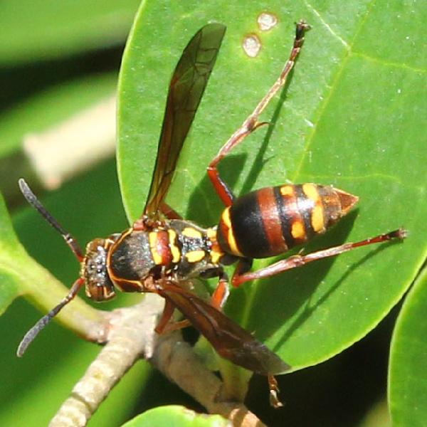 Polistes (Polistella) snelleni 