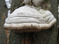 Fomes fomentarius 