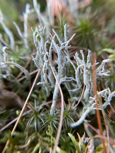 Cladonia scabriuscula 