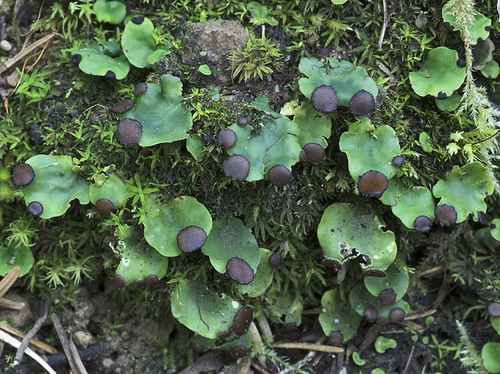 Peltigera venosa 