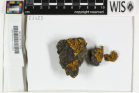 Xanthoria ectaneoides