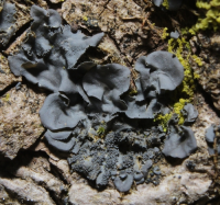 Leptogium cyanescens 