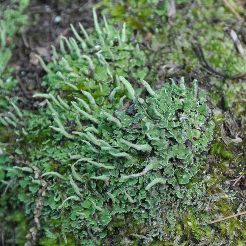 Cladonia coniocraea