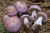 Cortinarius variicolor 