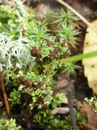 Cladonia phyllophora