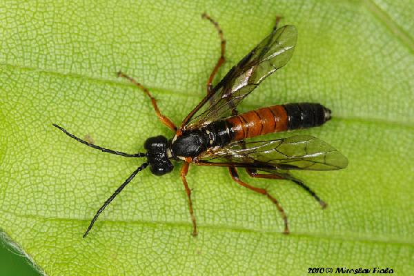 Tenthredo (Tenthredella) moniliata 