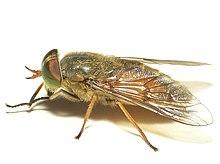 Hybomitra ciureai 